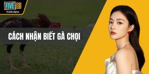 Cách nhận biết gà chọi